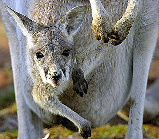 Kangaroo Pregnancy Trivia Kangaroo Pregnancy Trivia
