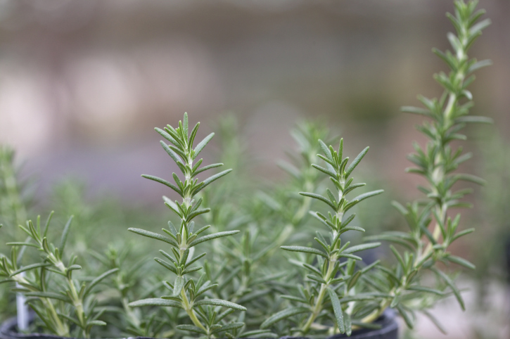 Can You Recognize Herbs Growing in the Wild? Can You Recognize Herbs Growing in the Wild?
