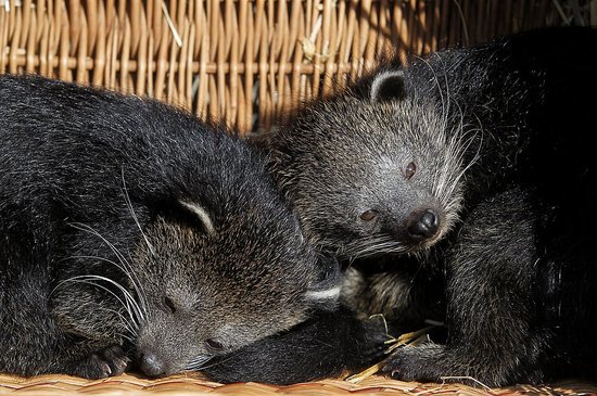 What Is a Bearcat? What Is a Bearcat?