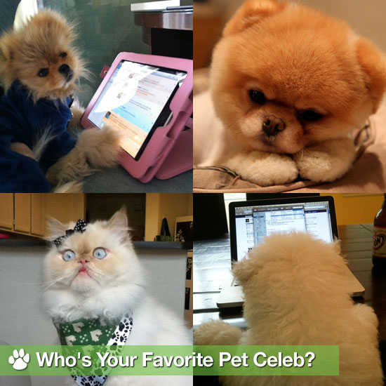 Pet Celebrities Giggy, Maru, Luna, Boo, and Beast Pet Celebrities Giggy, Maru, Luna, Boo, and Beast