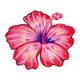 hibiscus96818 hibiscus96818