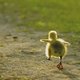 luckyduckyy luckyduckyy