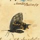 akamikazebutterfly akamikazebutterfly