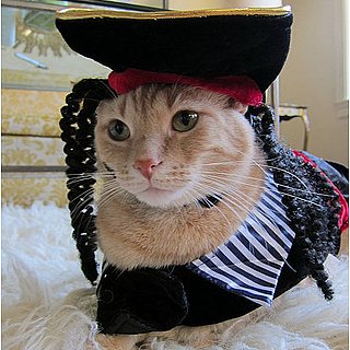 Cat Dressed Up as Pirate Picture Cat Dressed Up as Pirate Picture