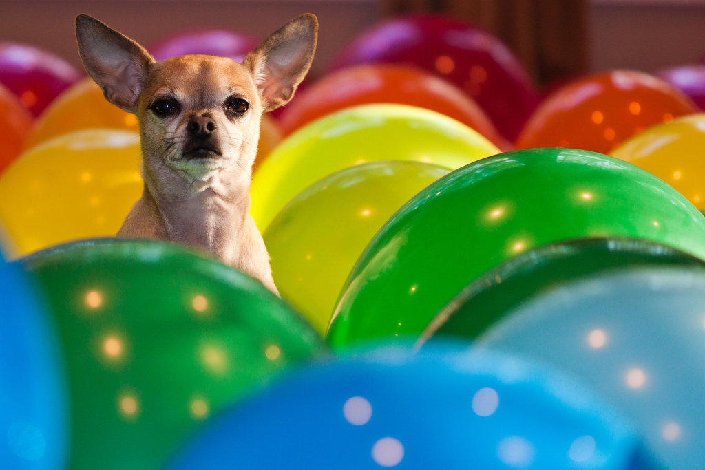 Did someone say birthday party?
Source: Flickr user wsilver
Did someone say birthday party?
Source: Flickr user wsilver