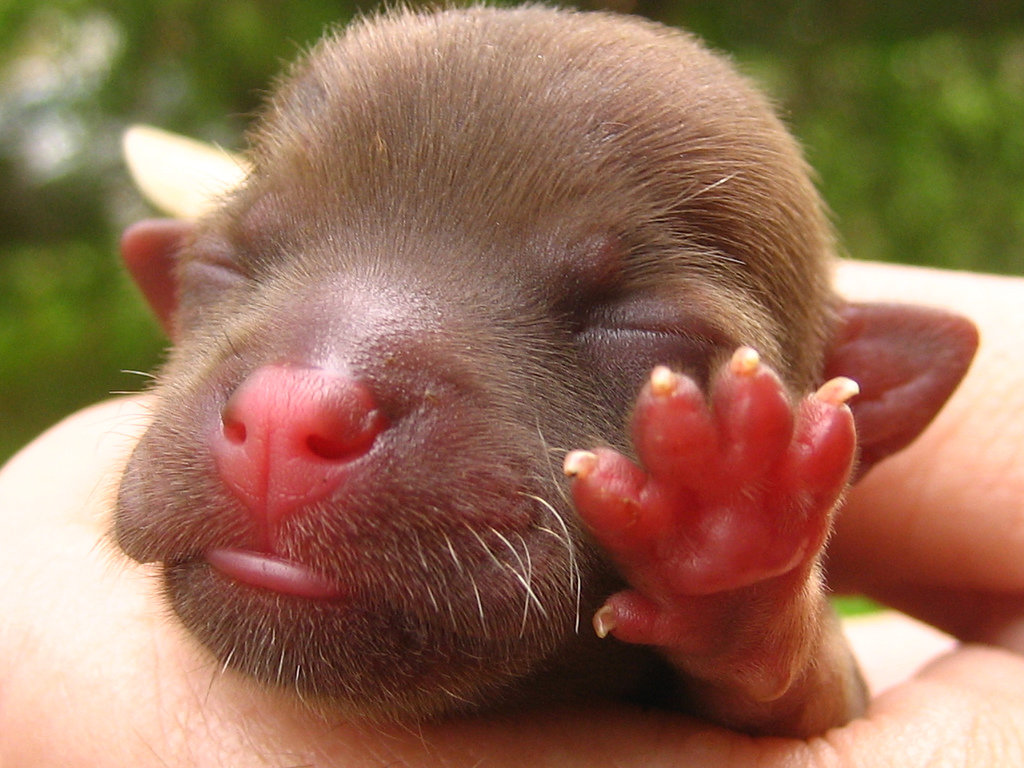 Please! I'm too young for a photo op!
Source: Flickr user certified su
Please! I'm too young for a photo op!
Source: Flickr user certified su