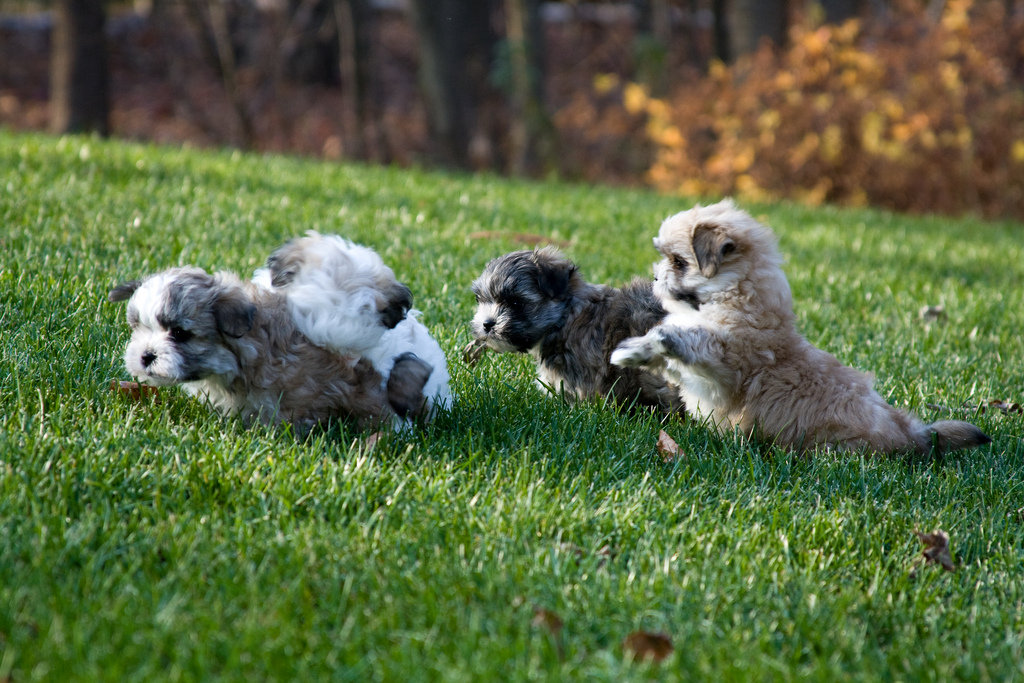Born free!
Source: Flickr user wsilver
Born free!
Source: Flickr user wsilver