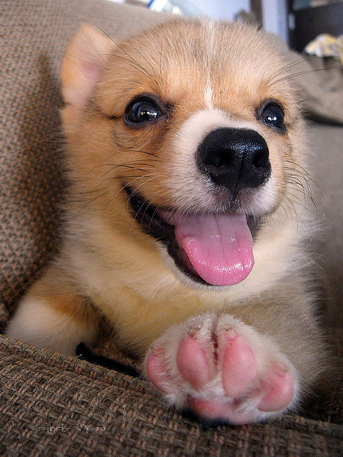 There's nothing like kicking back with your paws up on the couch.
Source: Flickr user sⓘndy°
There's nothing like kicking back with your paws up on the couch.
Source: Flickr user sⓘndy°