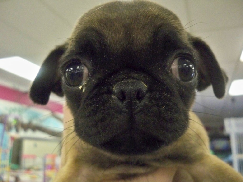 A bug-eyed bugaboo.
Source: Flickr user D.C.Atty
A bug-eyed bugaboo.
Source: Flickr user D.C.Atty