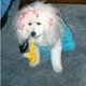 The-Westchester-News The-Westchester-News