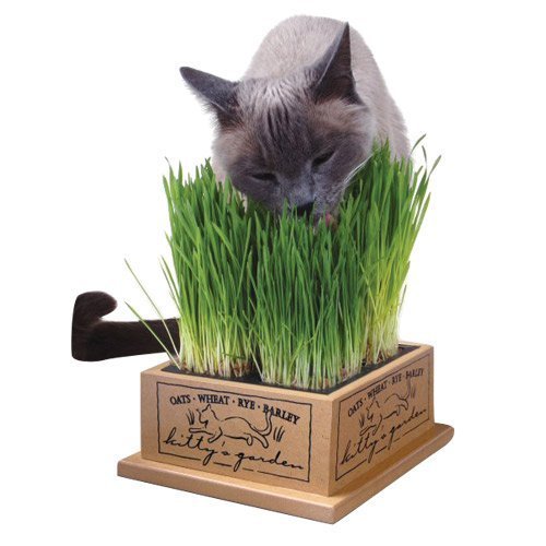 Earth Day Ideas For Pet Owners and Animal Lovers Earth Day Ideas For Pet Owners and Animal Lovers