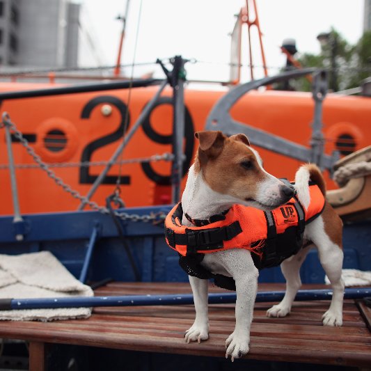 Life Jackets For Dogs Life Jackets For Dogs
