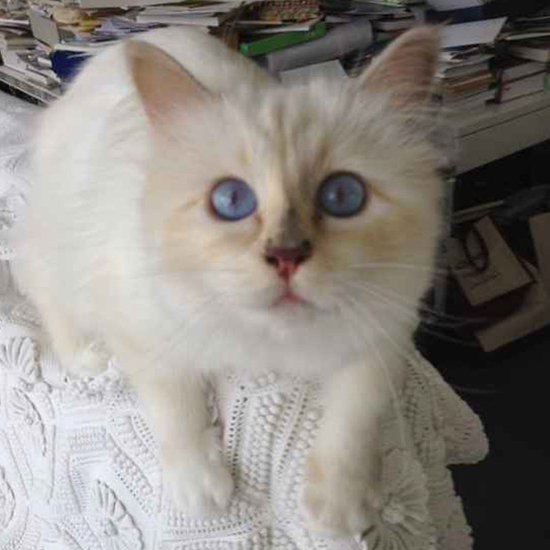 Choupette Lagerfeld: Myth vs. Reality Choupette Lagerfeld: Myth vs. Reality