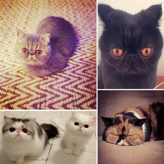 The Cutest Smushed-Faced Cats on Instagram The Cutest Smushed-Faced Cats on Instagram