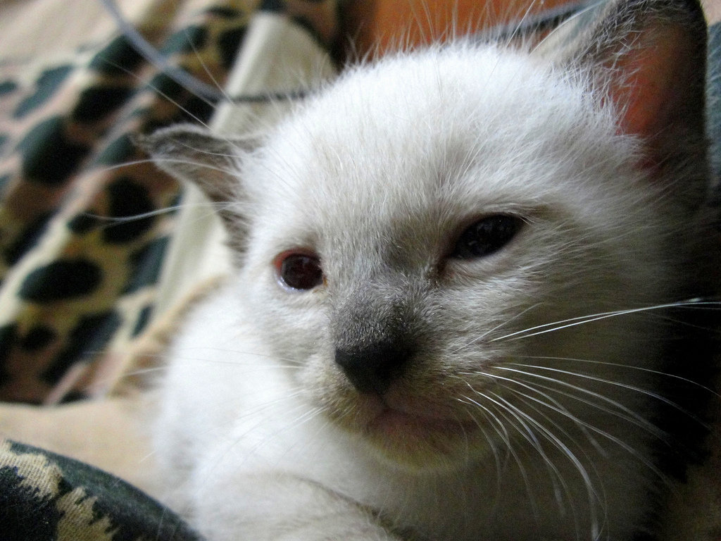 Siamese kittens are born white with markings developing around four