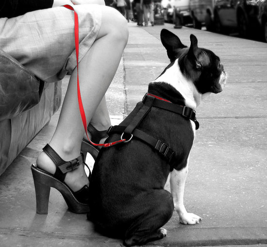 Pet-iquette For Your Pooch When Out and About Pet-iquette For Your Pooch When Out and About