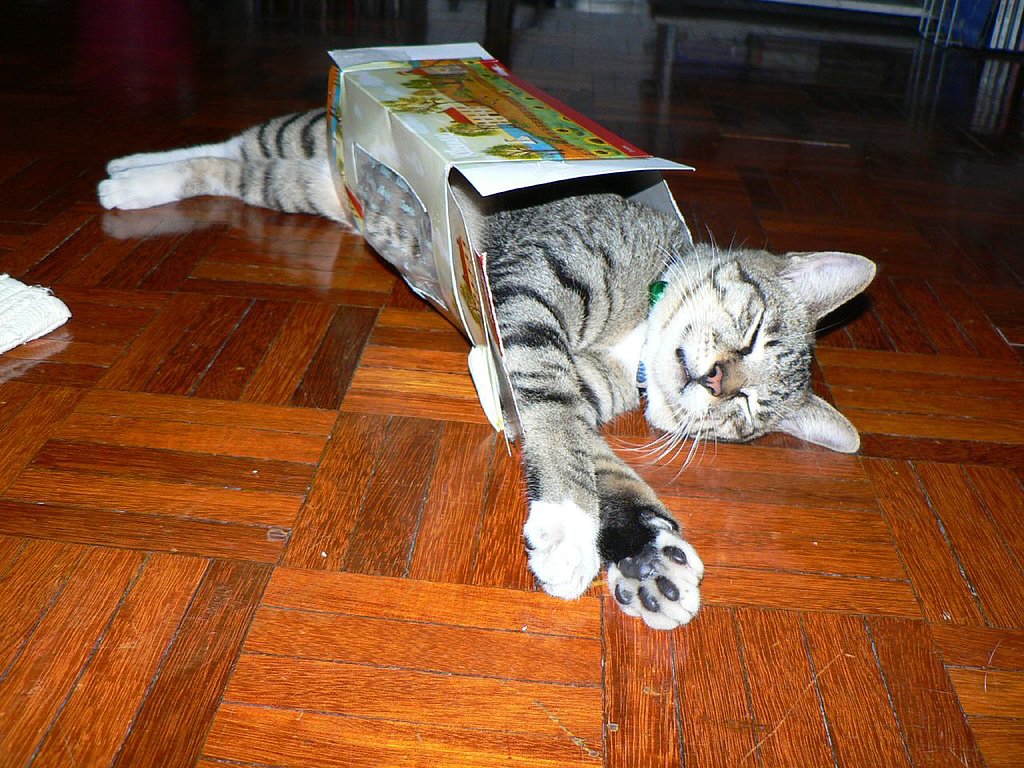 Cat Box Nap Curious Kitty Cats Love Exploring Cardboard Boxes POPSUGAR Pets