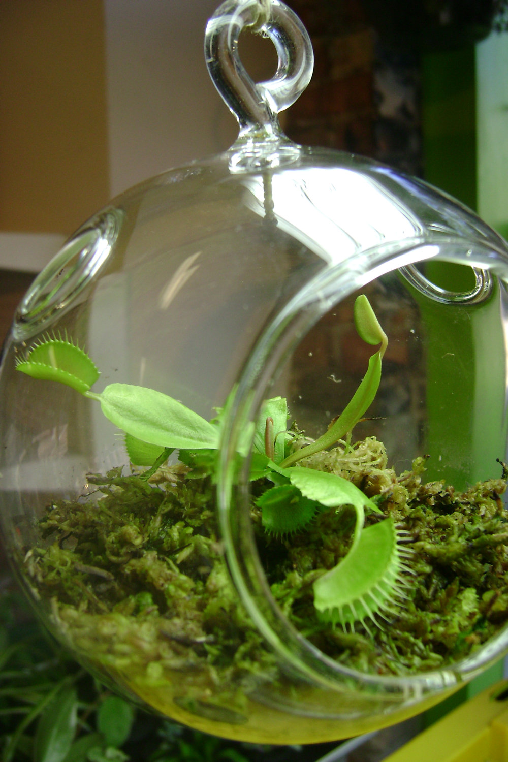 Venus Flytrap Terrarium | Cute Office Desk Plants and Planters From