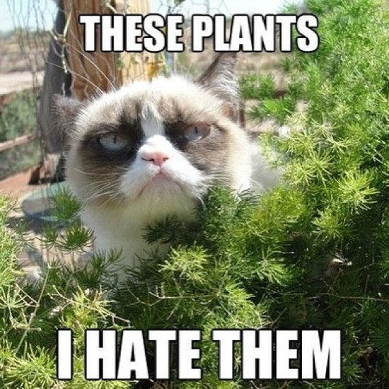 12 Animal Memes That Make Us LOL 12 Animal Memes That Make Us LOL