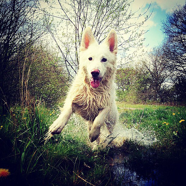 If there was ever a dog equivalent of Tom Cruise, then this is it. Hero is a White German Shepherd who makes action shots look easy.
Source: Instagram user handsomemike
If there was ever a dog equivalent of Tom Cruise, then this is it. Hero is a White German Shepherd who makes action shots look easy.
Source: Instagram user handsomemike
