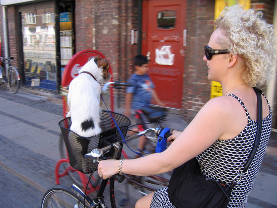 Ride On! Celebrate National Bike Week With Your Pup Ride On! Celebrate National Bike Week With Your Pup