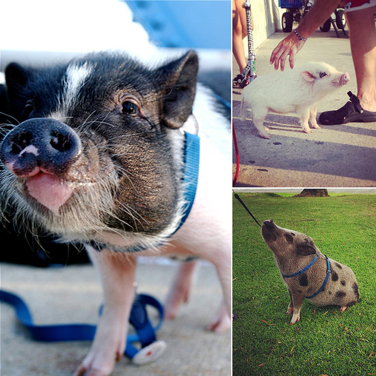 Summer Fun: Pigs on Leashes Summer Fun: Pigs on Leashes