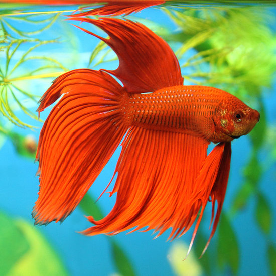 Fun Facts and Helpful Tips About Betta Fish Fun Facts and Helpful Tips About Betta Fish