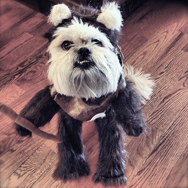 Creative Dog Costumes POPSUGAR Tech