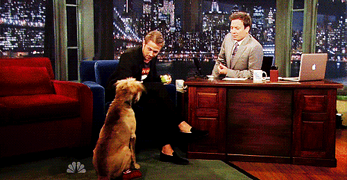 The Dog Whisperer The Dog Whisperer