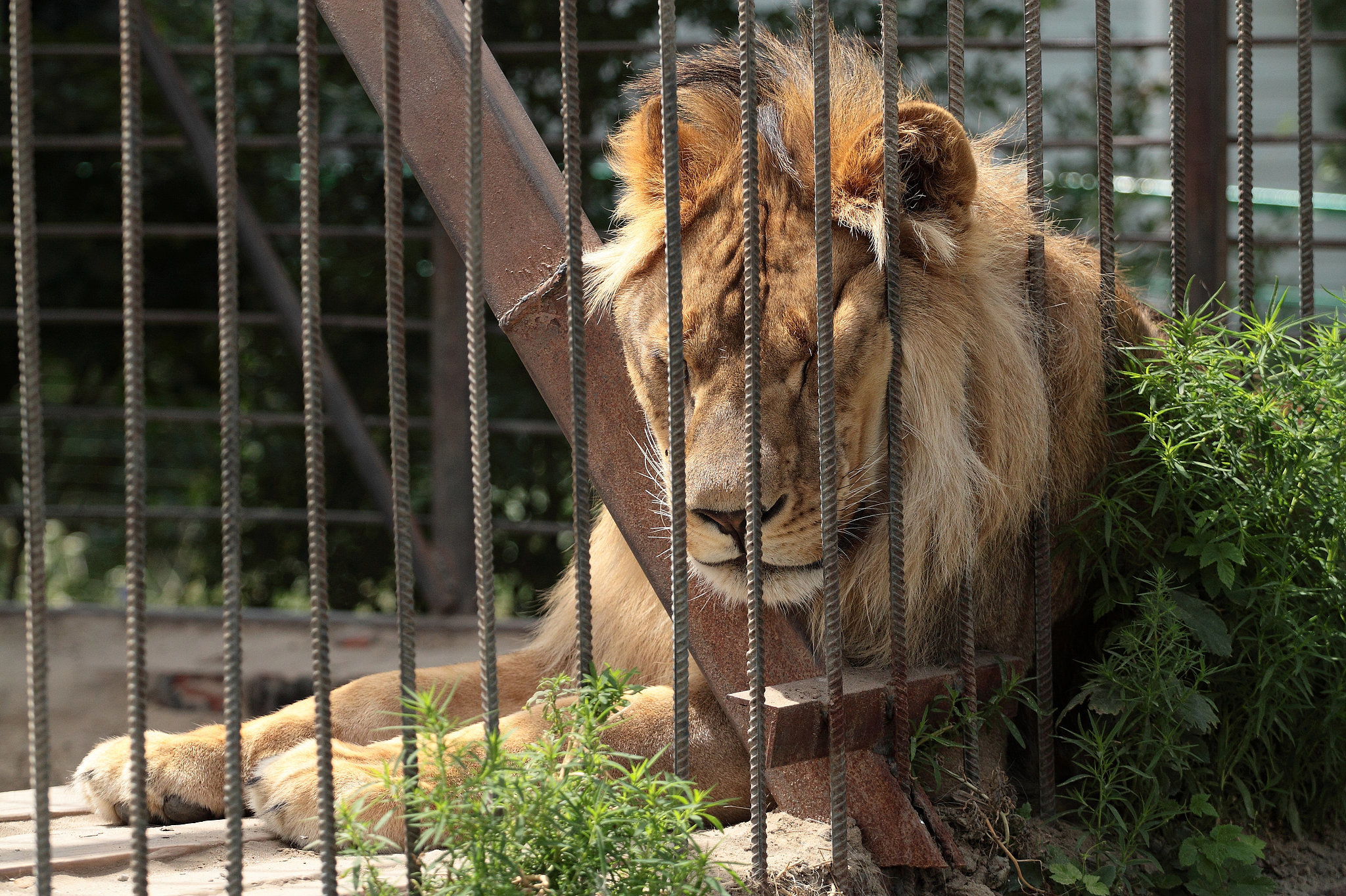 visit to zoo