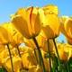 sharlene15447144 sharlene15447144