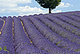 Lavender Fields, France