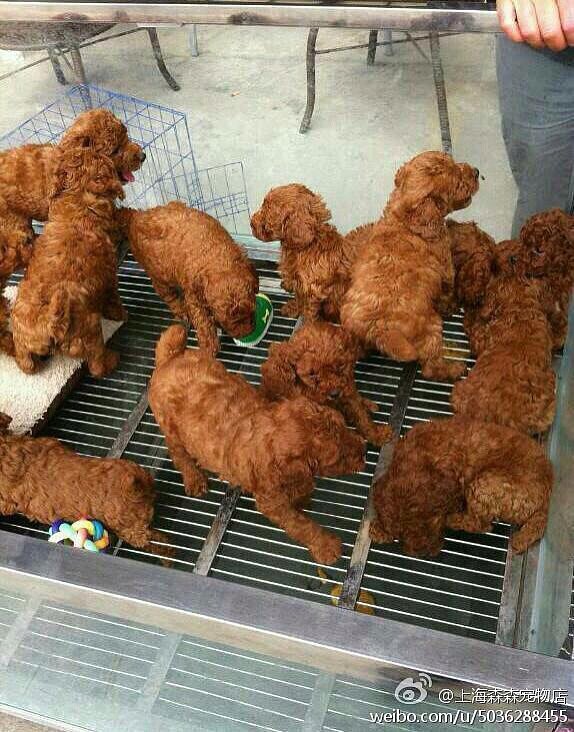 "Wait...that's not fried chicken."
Source: Reddit user muttleydosomething via Imgur
"Wait...that's not fried chicken."
Source: Reddit user muttleydosomething via Imgur