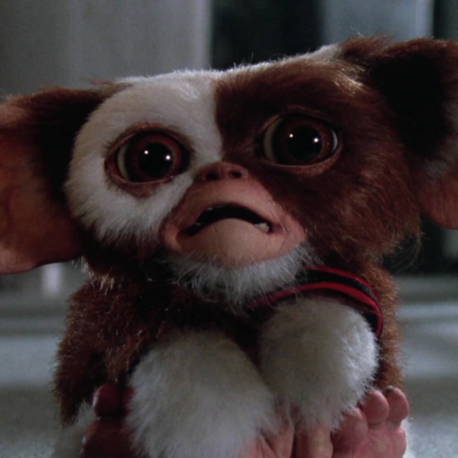 Gremlins 30th Anniversary Fun Facts Video Popsugar Celebrity 