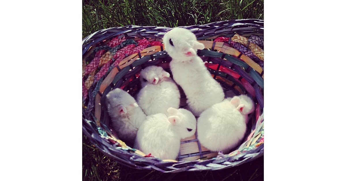 A Group Of Bunnies Is Called A Fluffle 13 Facts That Will Immediately a-group-of-bunnies-is-called-a-fluffle-13-facts-that-will-immediately