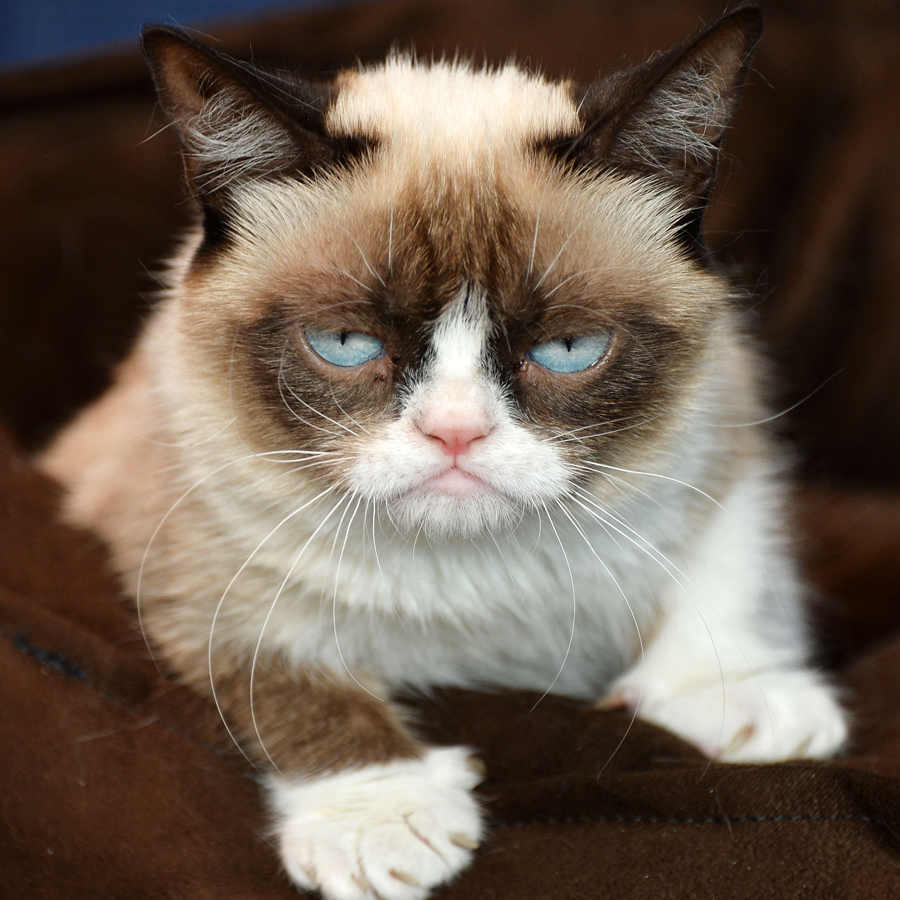 Grumpy-Cat-Releases-Second-Book.jpg