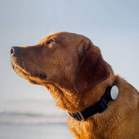 3 Pet-Friendly Gadgets to Keep Furry Friends Healthy