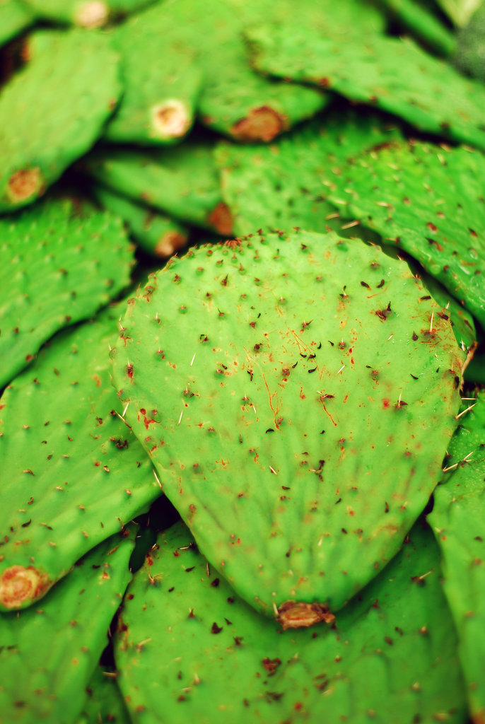 Nopales Nopales