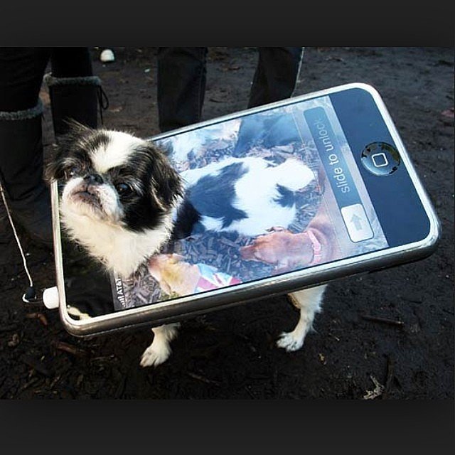 iPhone Dog