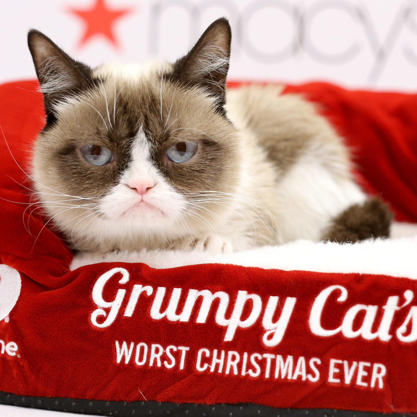 Grumpy Christmas Cat Worst Ever Peek Humor Celebrity Into Gifts Popsugar Do...