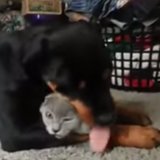 This Rottweiler Loves Feline Friend