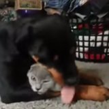 Rottweiler Licking Cat Video