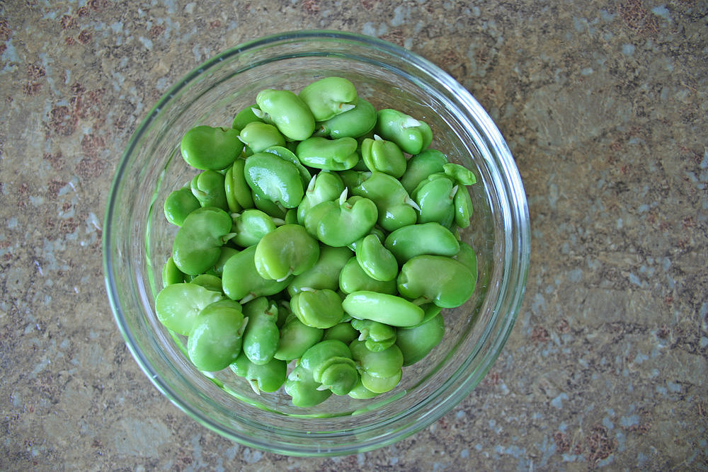Shelling Fava Beans Shelling Fava Beans