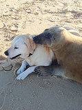 Funny Video: Seal Wiggles Out of the Sea to Hug Dog Funny Video: Seal Wiggles Out of the Sea to Hug Dog