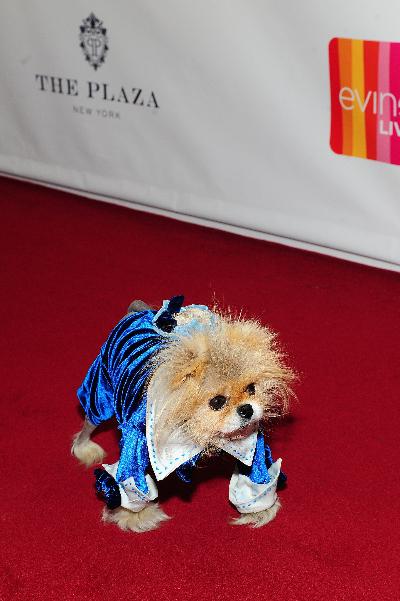 Paula Deen S Dogs Names Paula Deen S Dogs Names