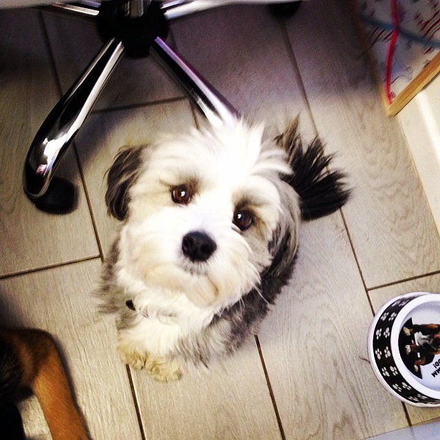 10 Most Expensive Dog Breeds POPSUGAR Pets