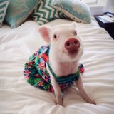 29 Adorable Animals With Better Fashion Than Us