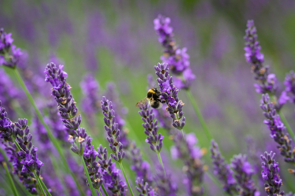 Plants That Repel Mosquitos POPSUGAR Home Australia