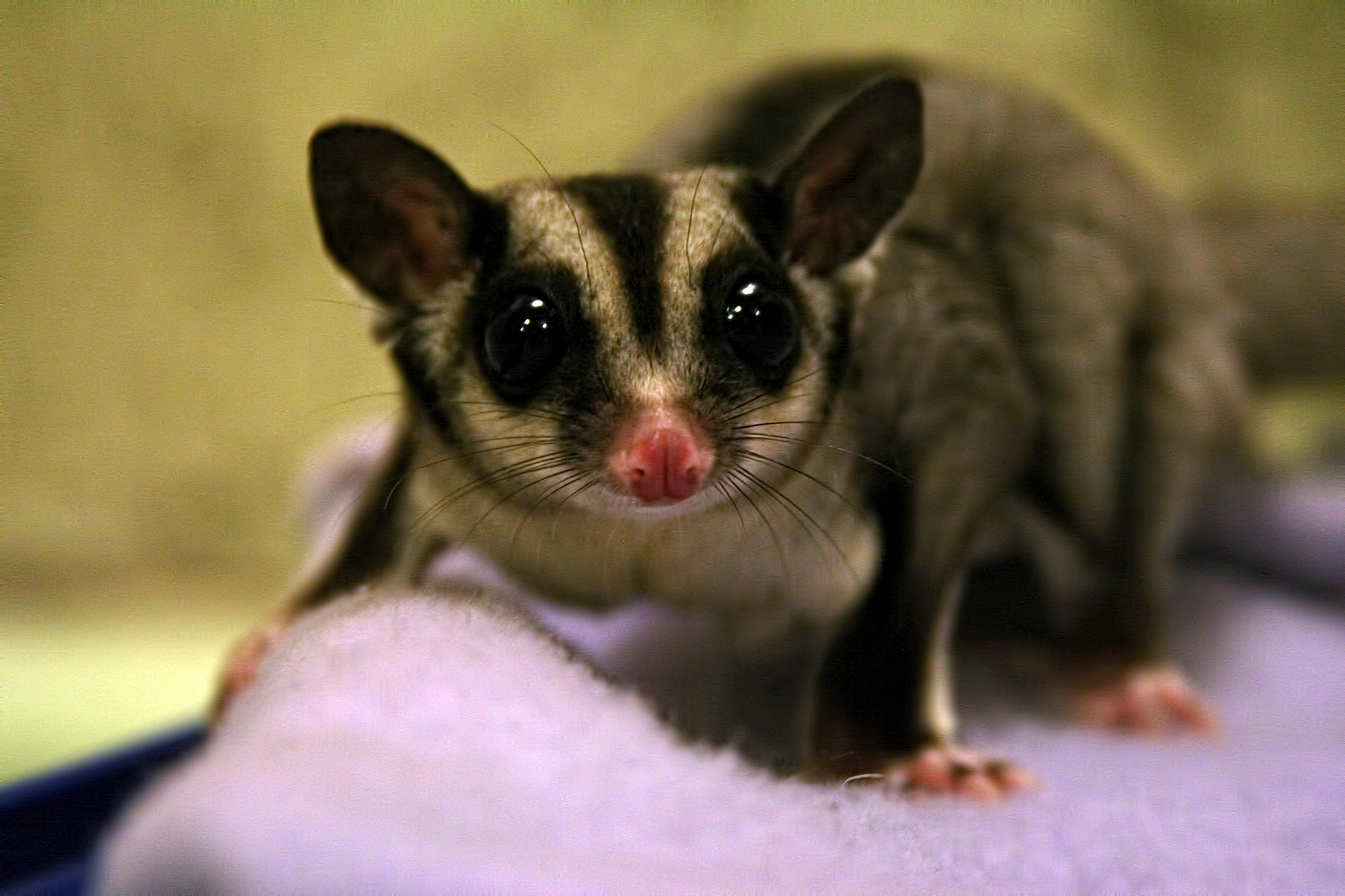 Baby Food For Sugar Gliders
