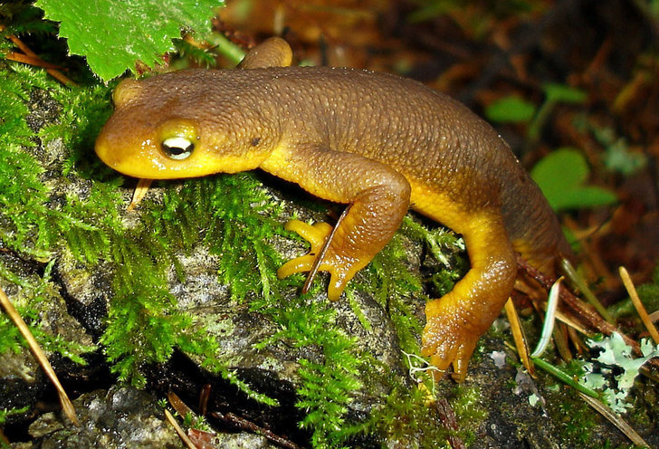 Cute Newt Knew Cutest Exotic Pets Cute Newt Knew Cutest Exotic Pets